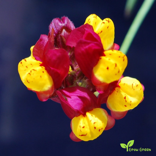 30 seeds of Snapdragon Spanish Dancer - LINARIA RETICULATA CORDOBA + Gift 5 seeds of Sunflower
