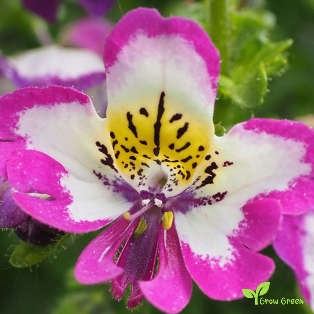 30 seeds of Butterfly Flower - SCHIZANTHUS WISETONENSIS - Angel Wings + Gift 5 seeds of Sunflower