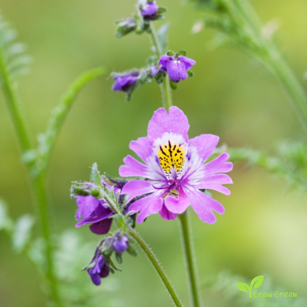 30 seeds of Butterfly Flower - SCHIZANTHUS WISETONENSIS - Angel Wings + Gift 5 seeds of Sunflower