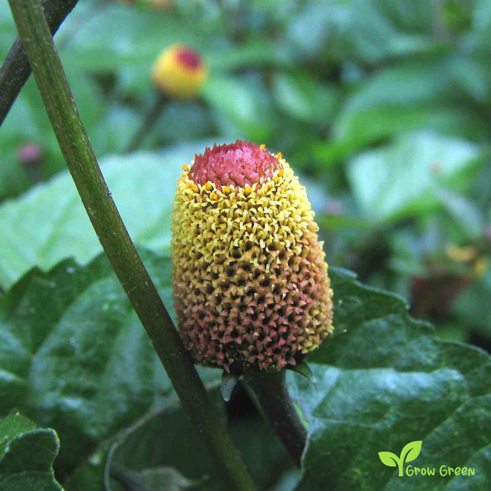 30 seeds of Toothache Plant - ACMELLA SPILANTHES OLERACEA + Gift 5 seeds of Sunflower