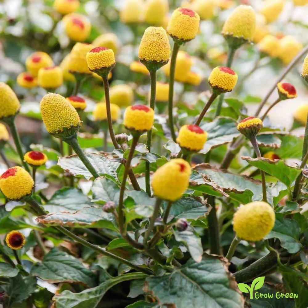 30 seeds of Toothache Plant - ACMELLA SPILANTHES OLERACEA + Gift 5 seeds of Sunflower