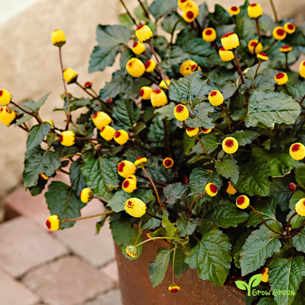 30 seeds of Toothache Plant - ACMELLA SPILANTHES OLERACEA + Gift 5 seeds of Sunflower