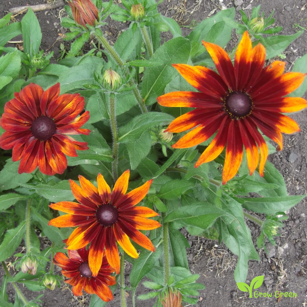 20 seeds of Autumn Forest - Black Eyed Susan - RUDBECKIA HIRTA + Gift 5 seeds of Sunflower