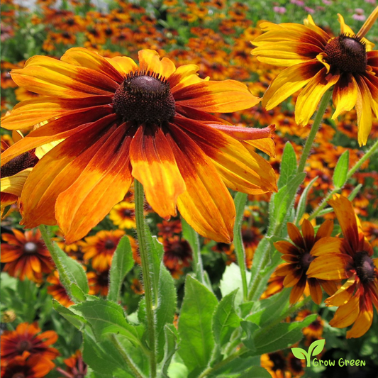 20 seeds of Autumn Forest - Black Eyed Susan - RUDBECKIA HIRTA + Gift 5 seeds of Sunflower