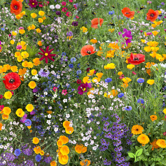 10 seeds of Violet Poppy Double Blush - PAPAVER + Gift 5 seeds of Sunflower