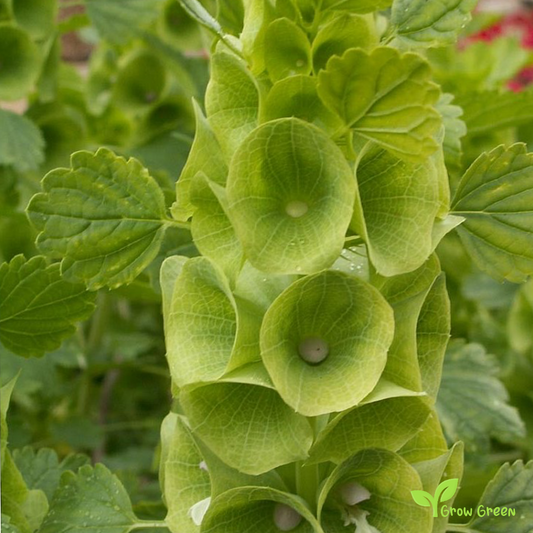 20 seeds of Bells Of Ireland - MOLUCCELLA LAEVIS - Shellflower + Gift 5 seeds of Sunflower
