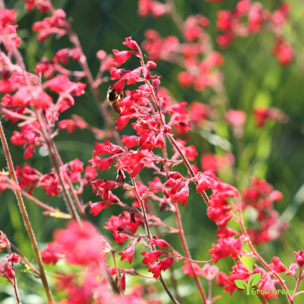 30 seeds of Red Coral Bells - HEUCHERA SANGUINEA + Gift 5 seeds of Sunflower