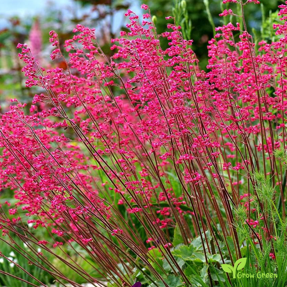 30 seeds of Red Coral Bells - HEUCHERA SANGUINEA + Gift 5 seeds of Sunflower