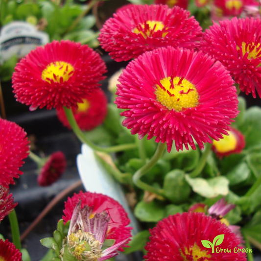 20 seeds of Red Pomponette - BELLIS PERENNIS - English Daisy + Gift 5 seeds of Sunflower