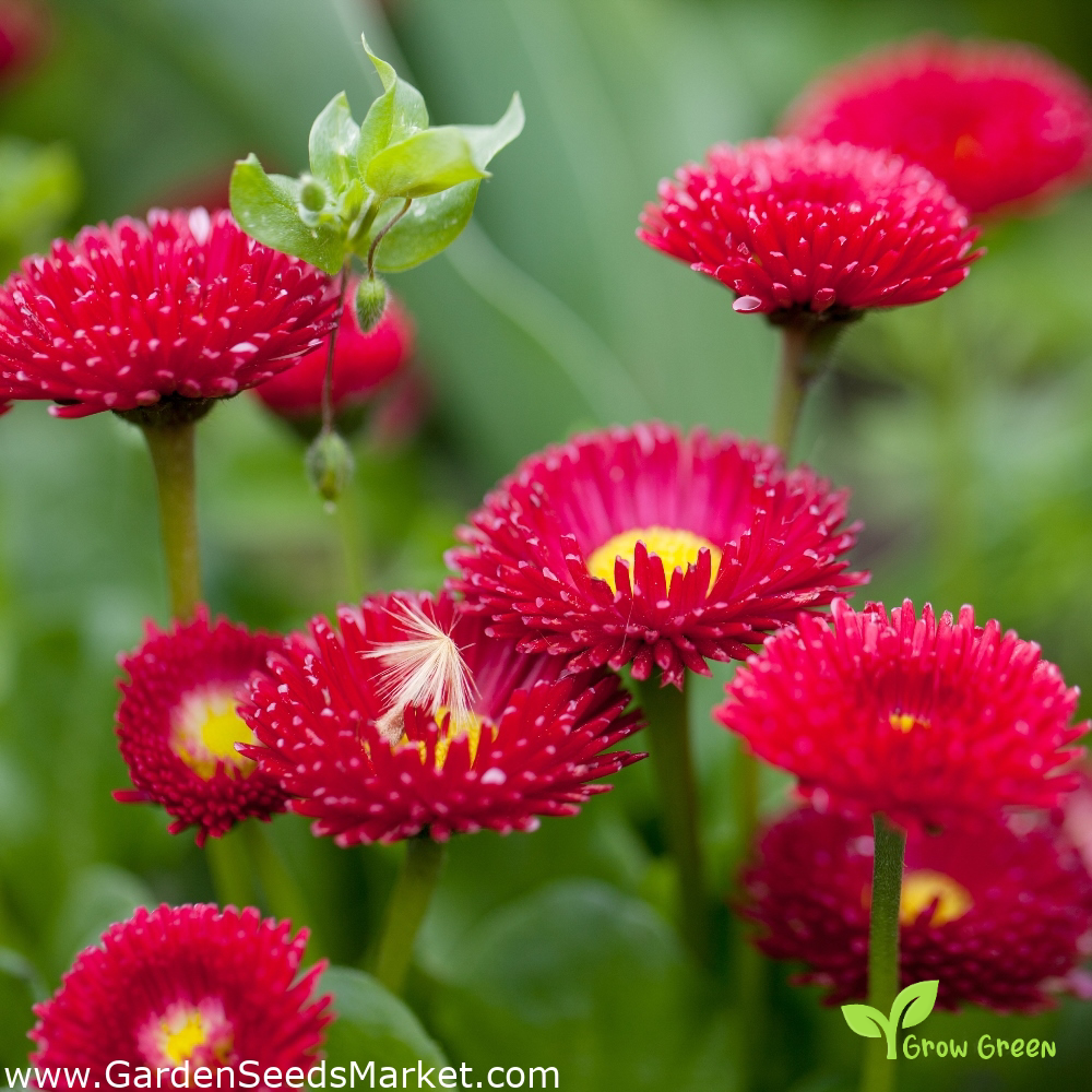 20 seeds of Red Pomponette - BELLIS PERENNIS - English Daisy + Gift 5 seeds of Sunflower