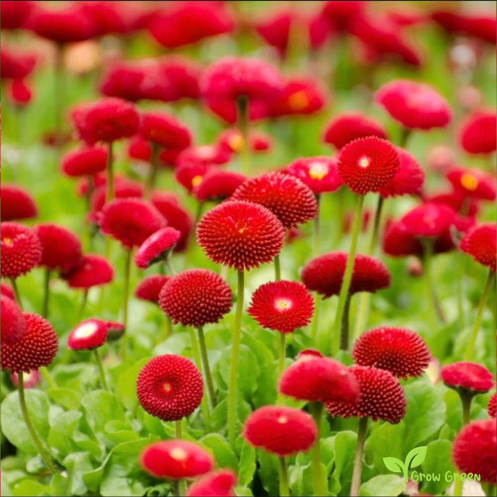 20 seeds of Red Pomponette - BELLIS PERENNIS - English Daisy + Gift 5 seeds of Sunflower