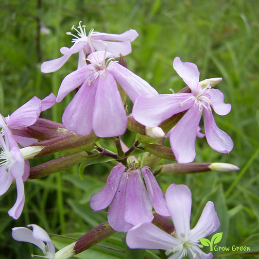 30 seeds of Soapwort Flower - SAPONARIA OCYMOIDES + Gift 5 seeds of Sunflower
