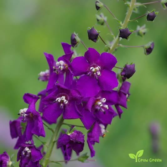 30 seeds of Purple Mullein SEEDS - VERBASCUM PHOENICEUM + Gift 5 seeds of Sunflower
