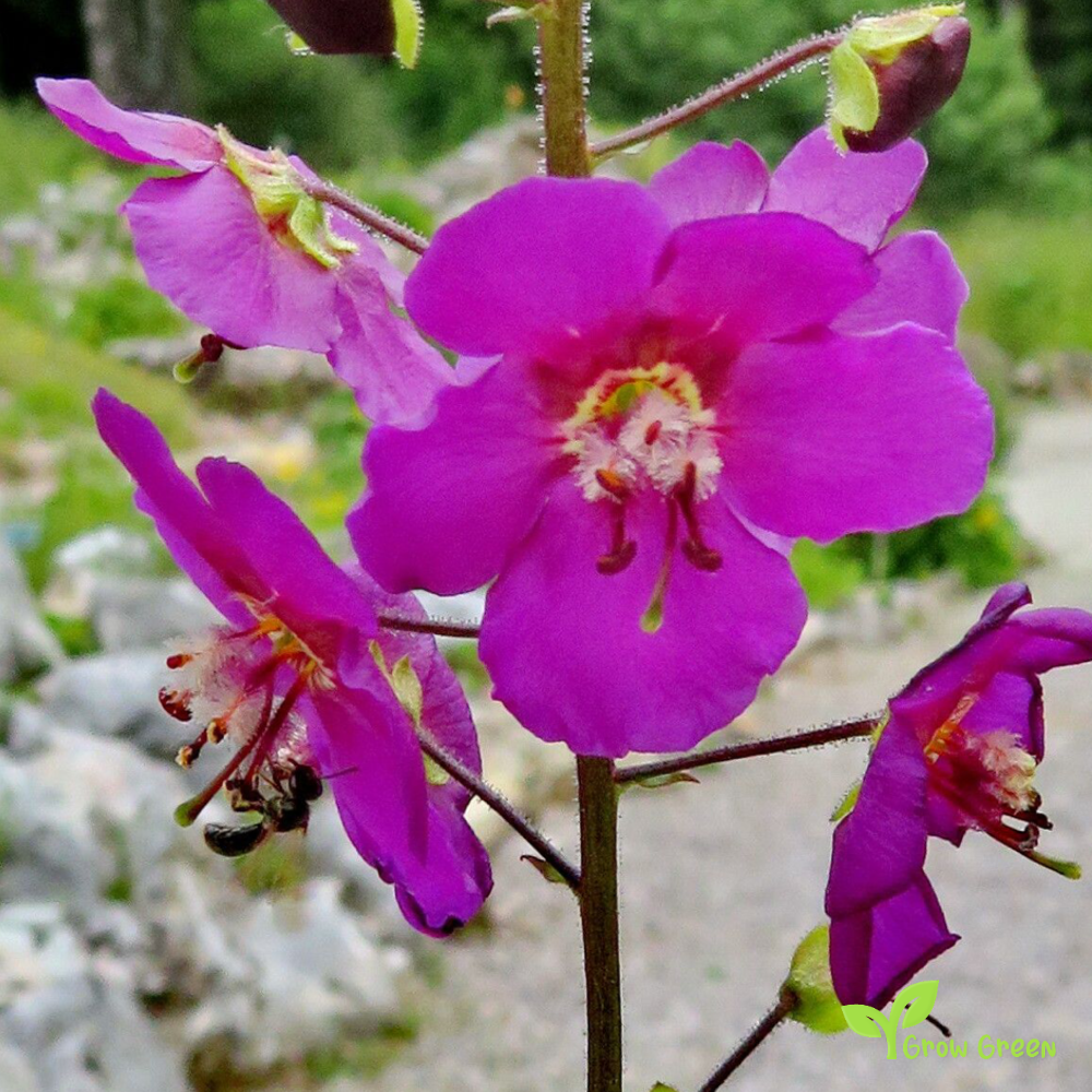 30 seeds of Purple Mullein SEEDS - VERBASCUM PHOENICEUM + Gift 5 seeds of Sunflower