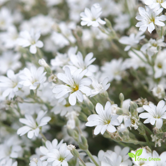 30 seeds of Snow In Summer - CERASTIUM TOMENTOSUM + Gift 5 seeds of Sunflower