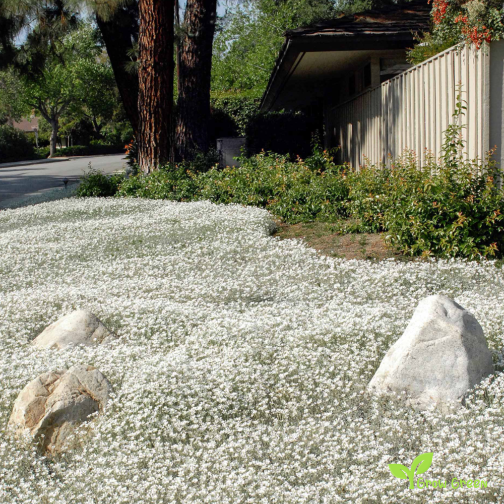 30 seeds of Snow In Summer - CERASTIUM TOMENTOSUM + Gift 5 seeds of Sunflower