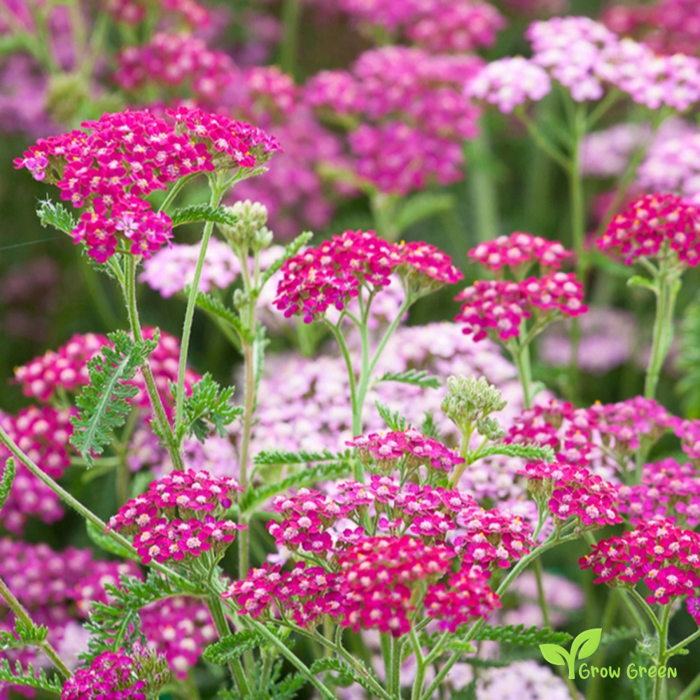 30 seeds of Yarrow Mix - ACHILLEA MILLEFOLIUM + Gift 5 seeds of Sunflower