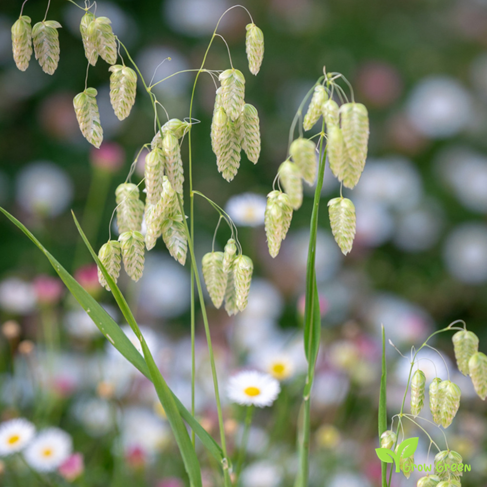 10 seeds of Great Quaking Grass - BRIZA MAXIMA - Rattlesnake Grass + Gift 5 seeds of Sunflower