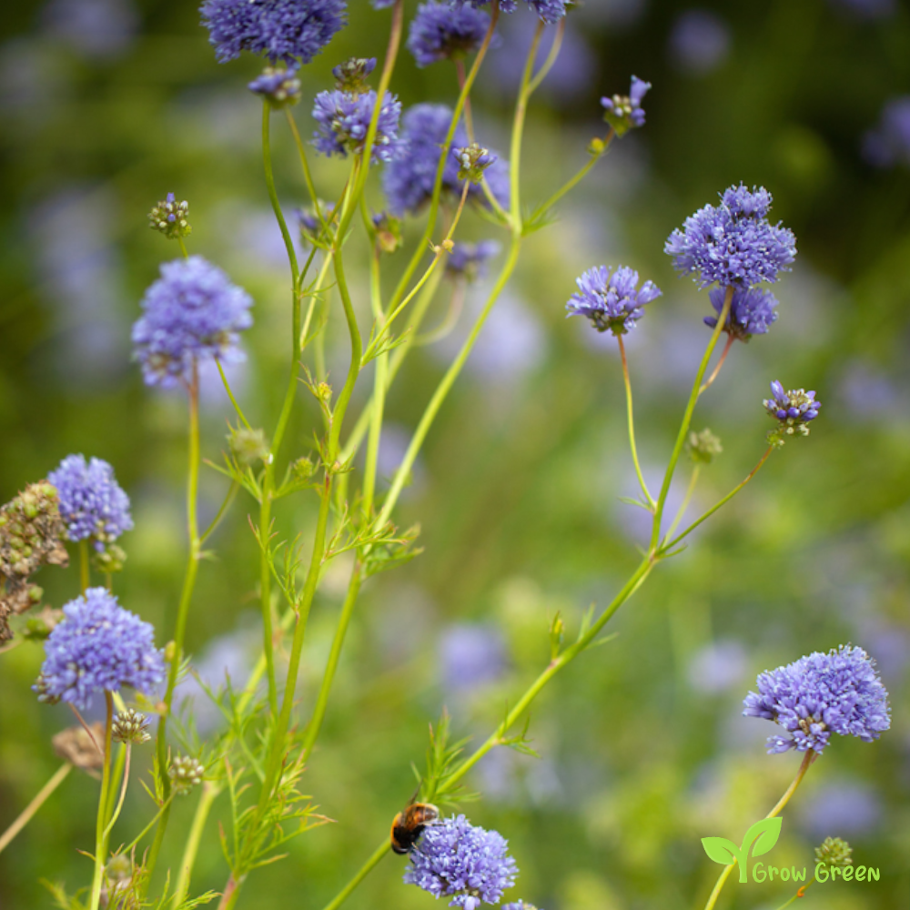 20 seeds of Woodland Tobacco - NICOTIANA SYLVESTRIS + Gift 5 seeds of Sunflower