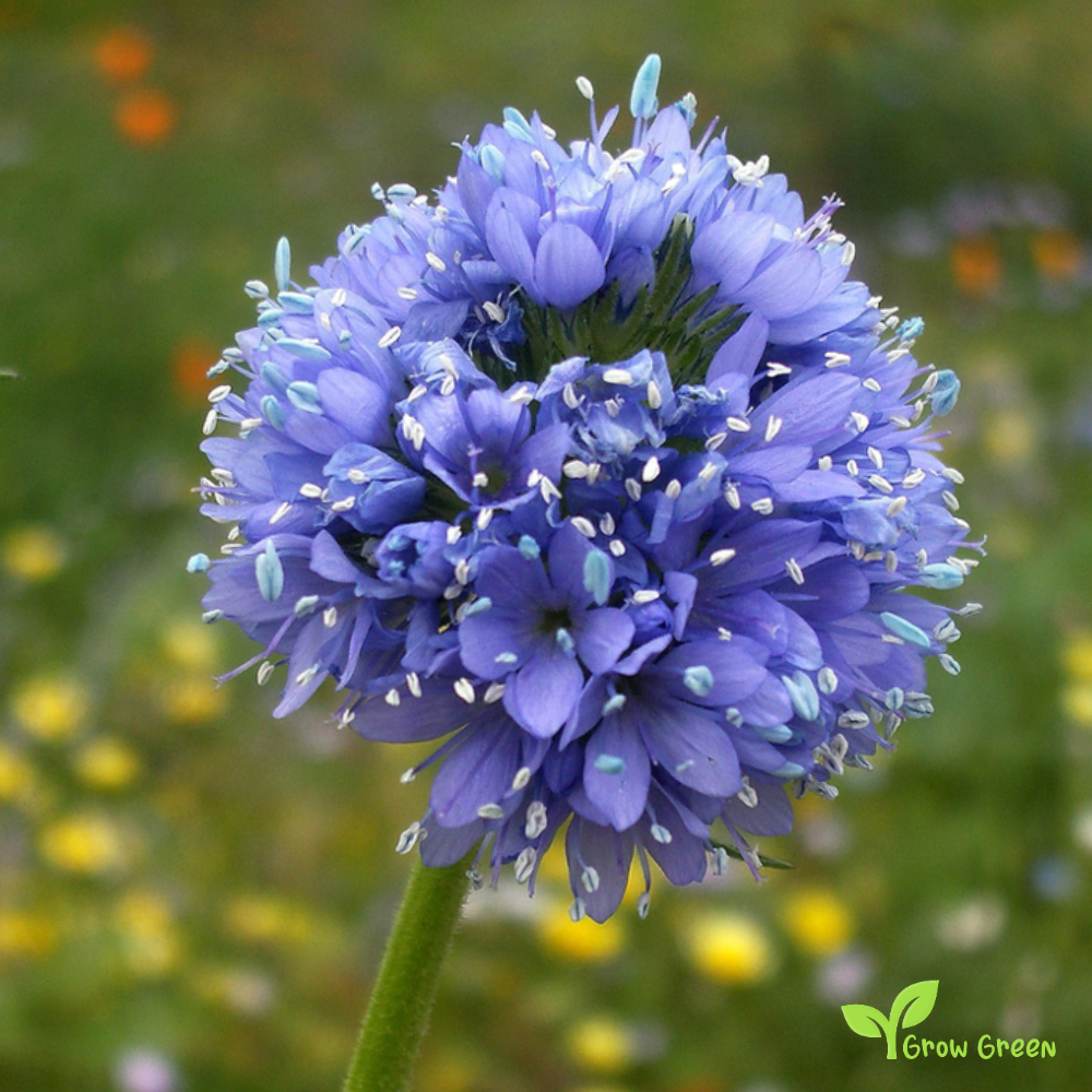 20 seeds of Woodland Tobacco - NICOTIANA SYLVESTRIS + Gift 5 seeds of Sunflower