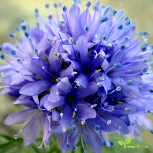 20 seeds of Woodland Tobacco - NICOTIANA SYLVESTRIS + Gift 5 seeds of Sunflower