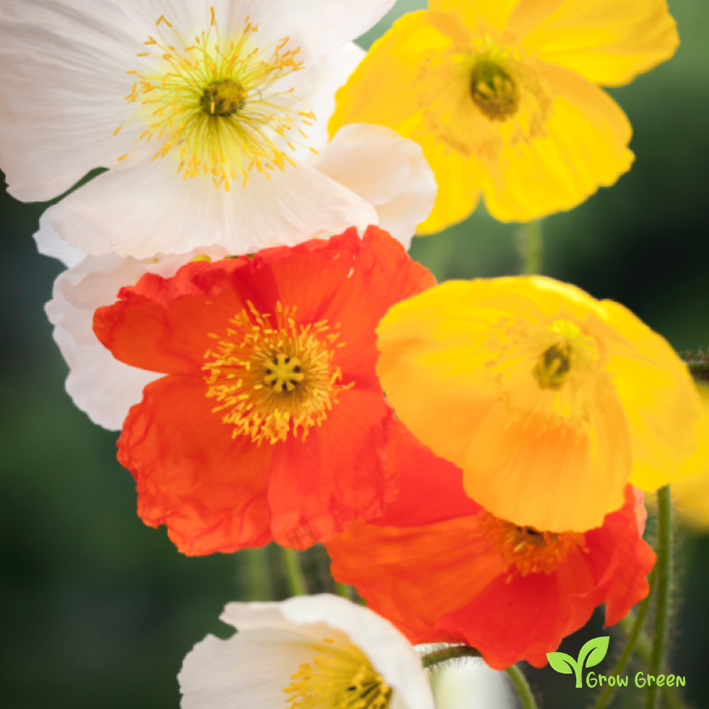 20 seeds of Iceland Poppy Mix - PAPAVER NUDICAULE + Gift 5 seeds of Sunflower