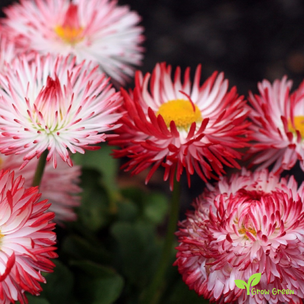 20 seeds of Red & White Pomponette - BELLIS PERENNIS - English Daisy + Gift 5 seeds of Sunflower