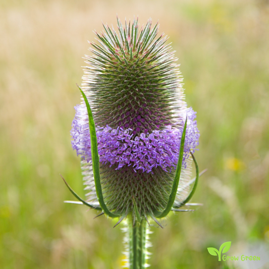 20 seeds of Wild Teasel - DIPSACUS FULLONUM SATIVUS + Gift 5 seeds of Sunflower