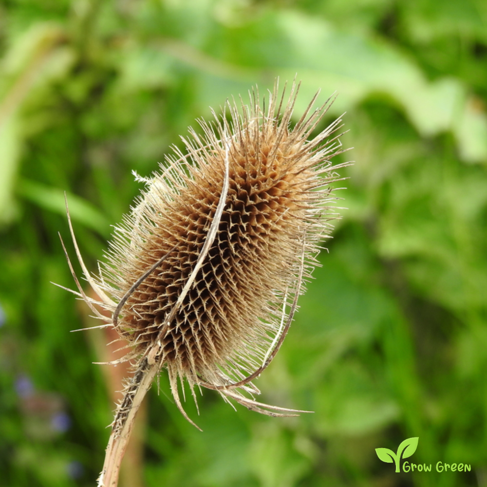 20 seeds of Wild Teasel - DIPSACUS FULLONUM SATIVUS + Gift 5 seeds of Sunflower
