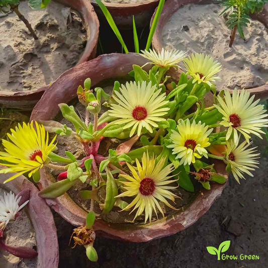 20 seeds of Yellow Livingstone Daisy - CLERETUM BELLIDIFORME + Gift 5 seeds of Sunflower