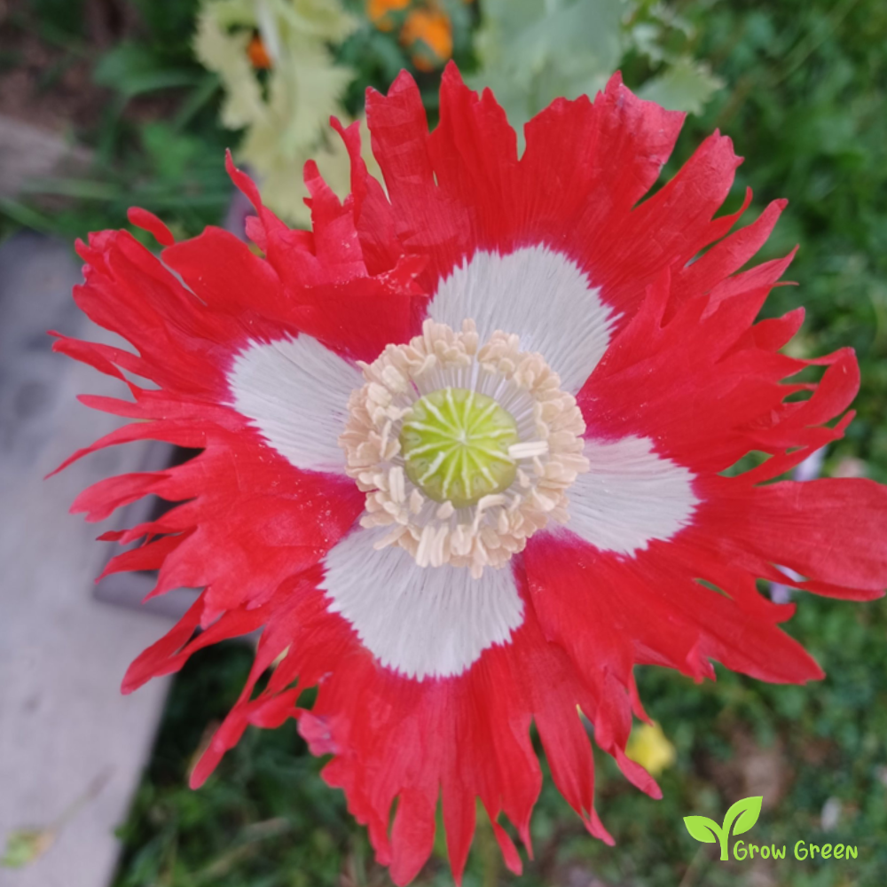 30 seeds of Danish Flag Poppy - PAPAVER + Gift 5 seeds of Sunflower