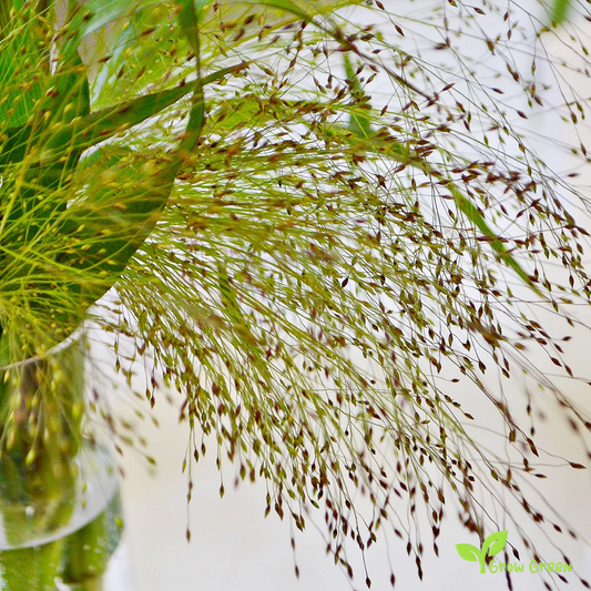 30 seeds of Love Grass - ERAGROSTIS ELEGANS + Gift 5 seeds of Sunflower