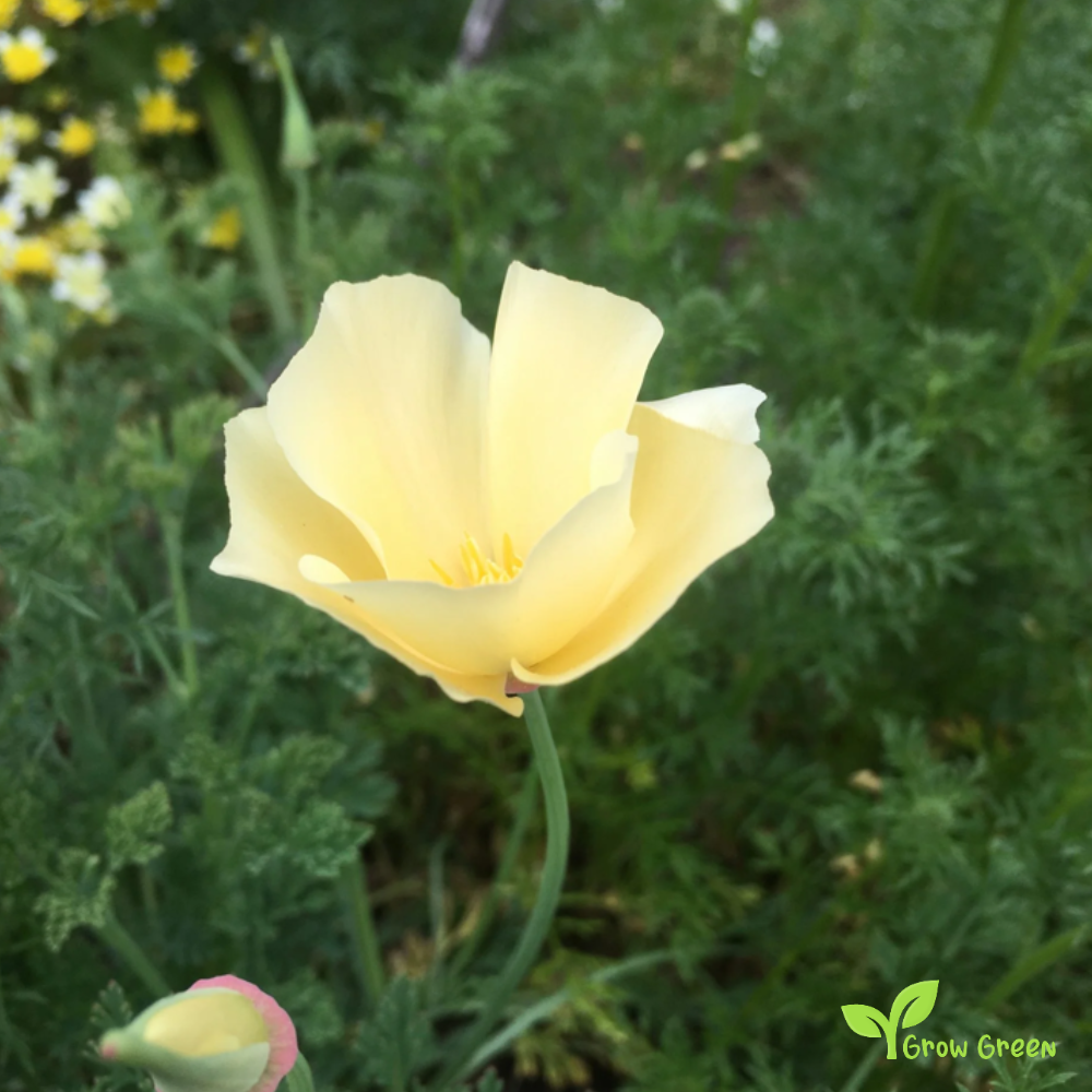 20 seeds of White Cream Poppy - ESCHSCHOLZIA CALIFORNICA ALBA + Gift 5 seeds of Sunflower