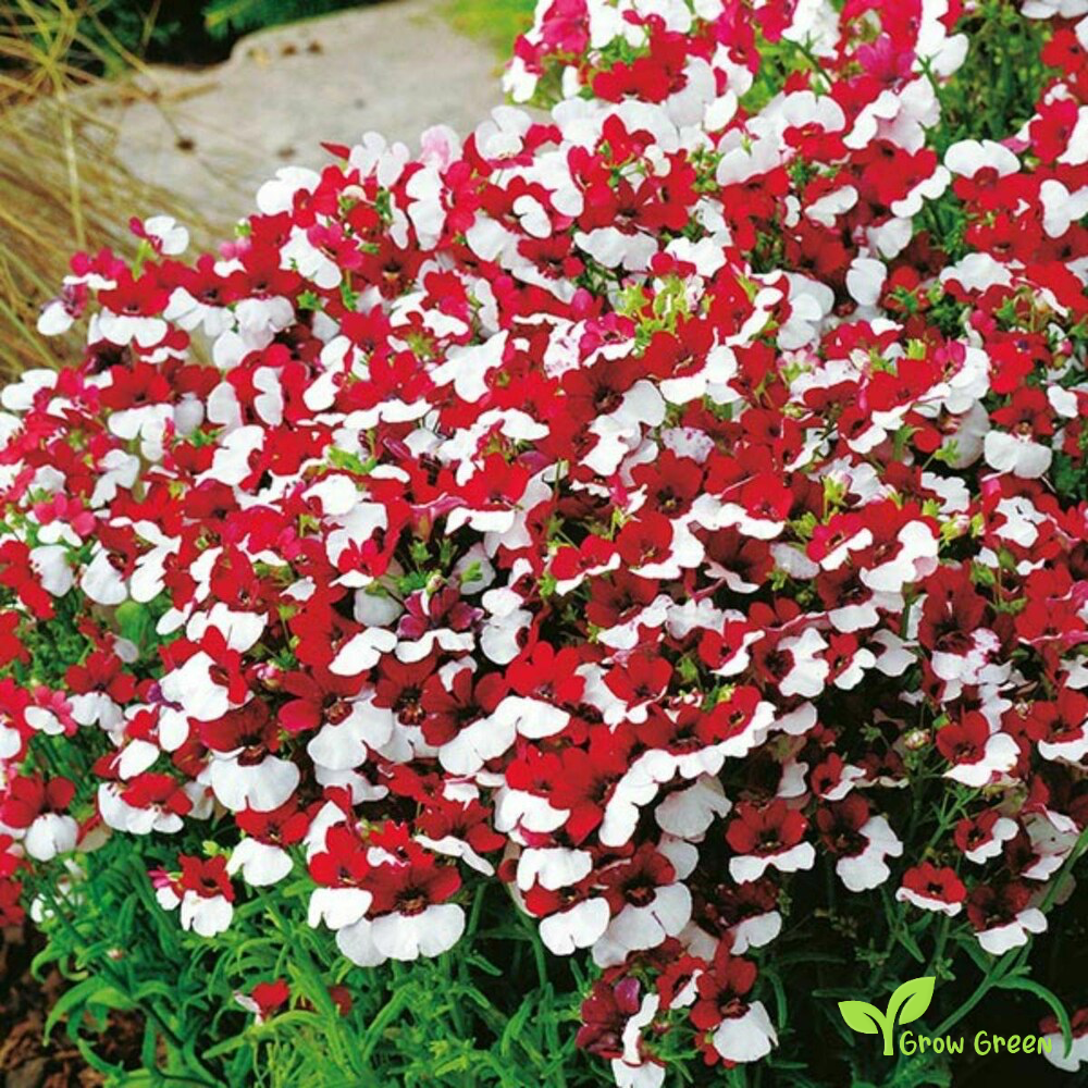 20 seeds of Nemesia St. George - NEMESIA STRUMOSA - Red & White + Gift 5 seeds of Sunflower