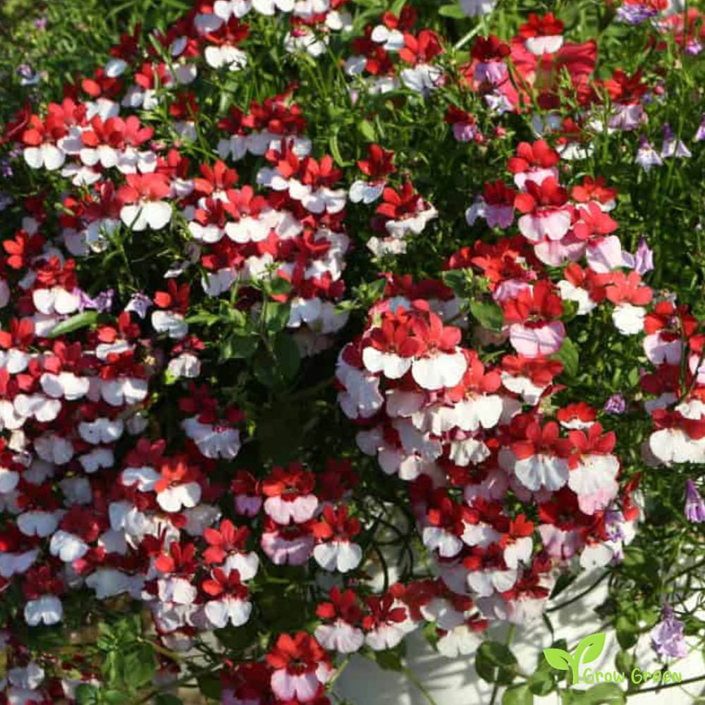 20 seeds of Nemesia St. George - NEMESIA STRUMOSA - Red & White + Gift 5 seeds of Sunflower