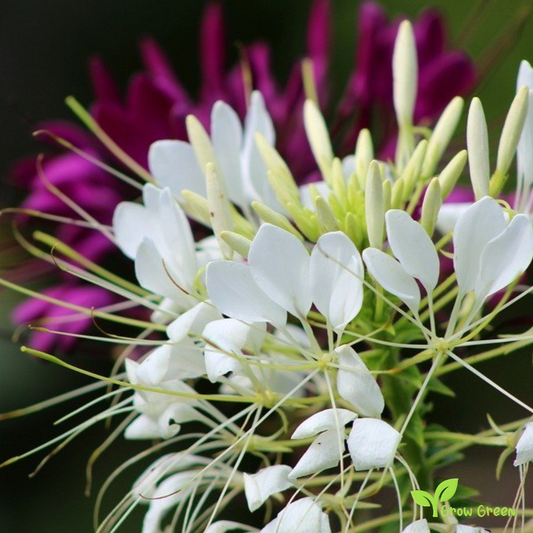 20 seeds of Mix Spider Flower - CLEOME HOUTTEANA - Hassleriana + Gift 5 seeds of Sunflower