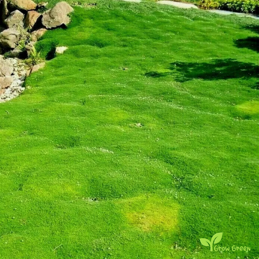 30 seeds of Irish Moss - SAGINA SUBULATA - Heath Pearlwort + Gift 5 seeds of Sunflower