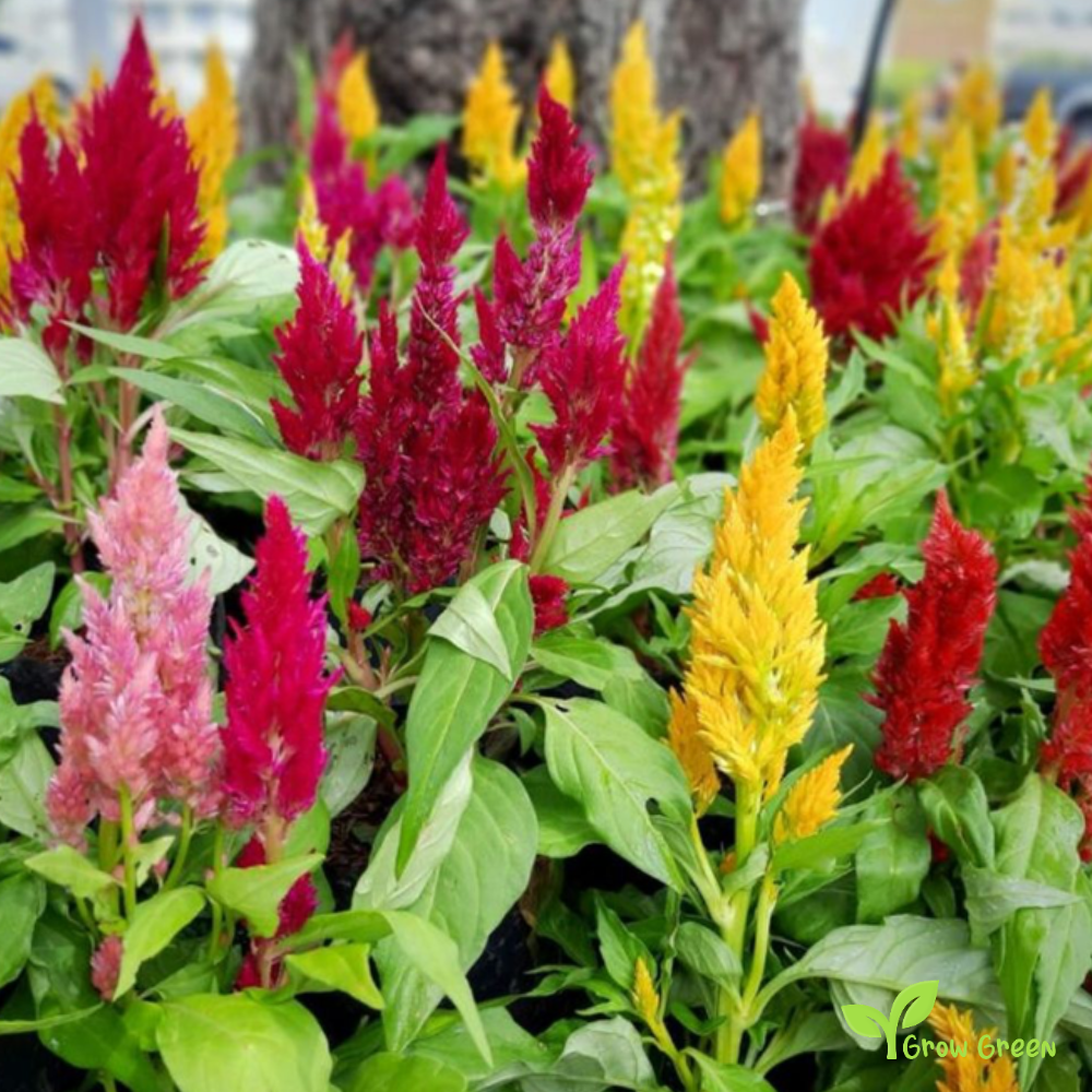 30 seeds of Plumed Cockscomb Mix - CELOSIA ARGENTEA PLUMOSA + Gift 5 seeds of Sunflower