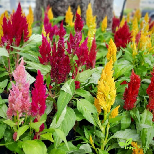 30 seeds of Plumed Cockscomb Mix - CELOSIA ARGENTEA PLUMOSA + Gift 5 seeds of Sunflower