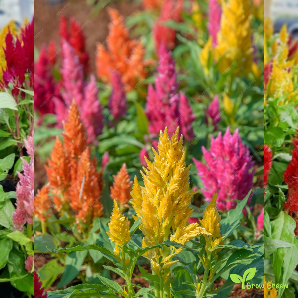 30 seeds of Plumed Cockscomb Mix - CELOSIA ARGENTEA PLUMOSA + Gift 5 seeds of Sunflower