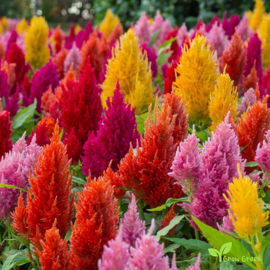 30 seeds of Plumed Cockscomb Mix - CELOSIA ARGENTEA PLUMOSA + Gift 5 seeds of Sunflower