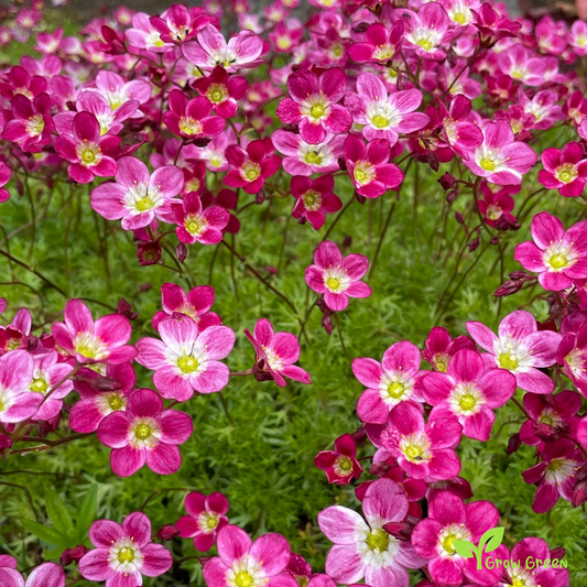 20 seeds of Mossy Saxifrage - SAXIFRAGA ARDENDSII + Gift 5 seeds of Sunflower