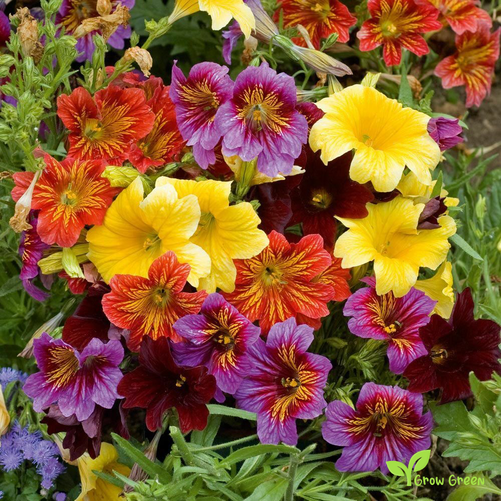 20 seeds of Painted Tongue Mix - SALPIGLOSSIS SINUATA + Gift 5 seeds of Sunflower