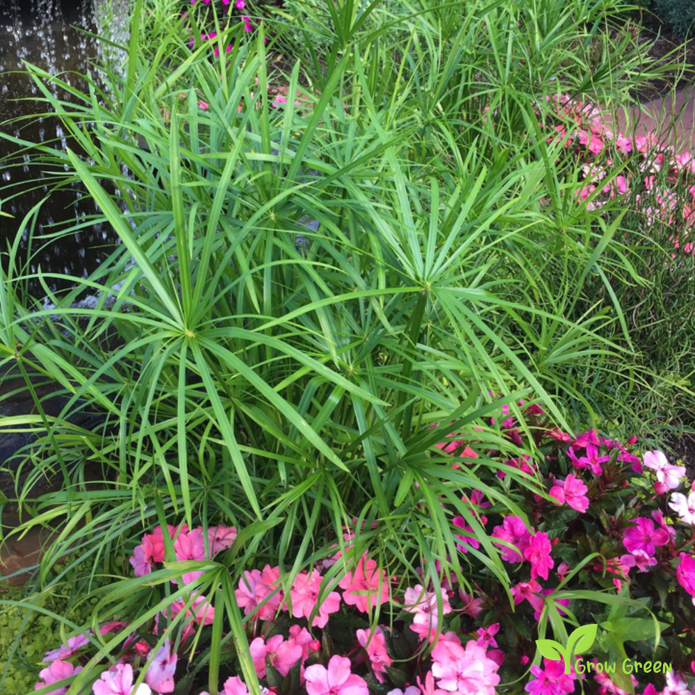 5 seeds of Umbrella Papyrus Palm - CYPERUS ALTERNIFOLIUS + Gift 5 seeds of Sunflower