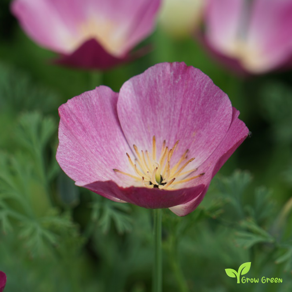 20 seeds of California Purple Poppy - ESCHSCHOLZIA CALIFORNICA + Gift 5 seeds of Sunflower