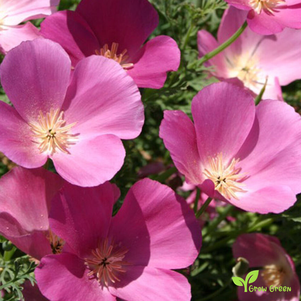 20 seeds of California Purple Poppy - ESCHSCHOLZIA CALIFORNICA + Gift 5 seeds of Sunflower