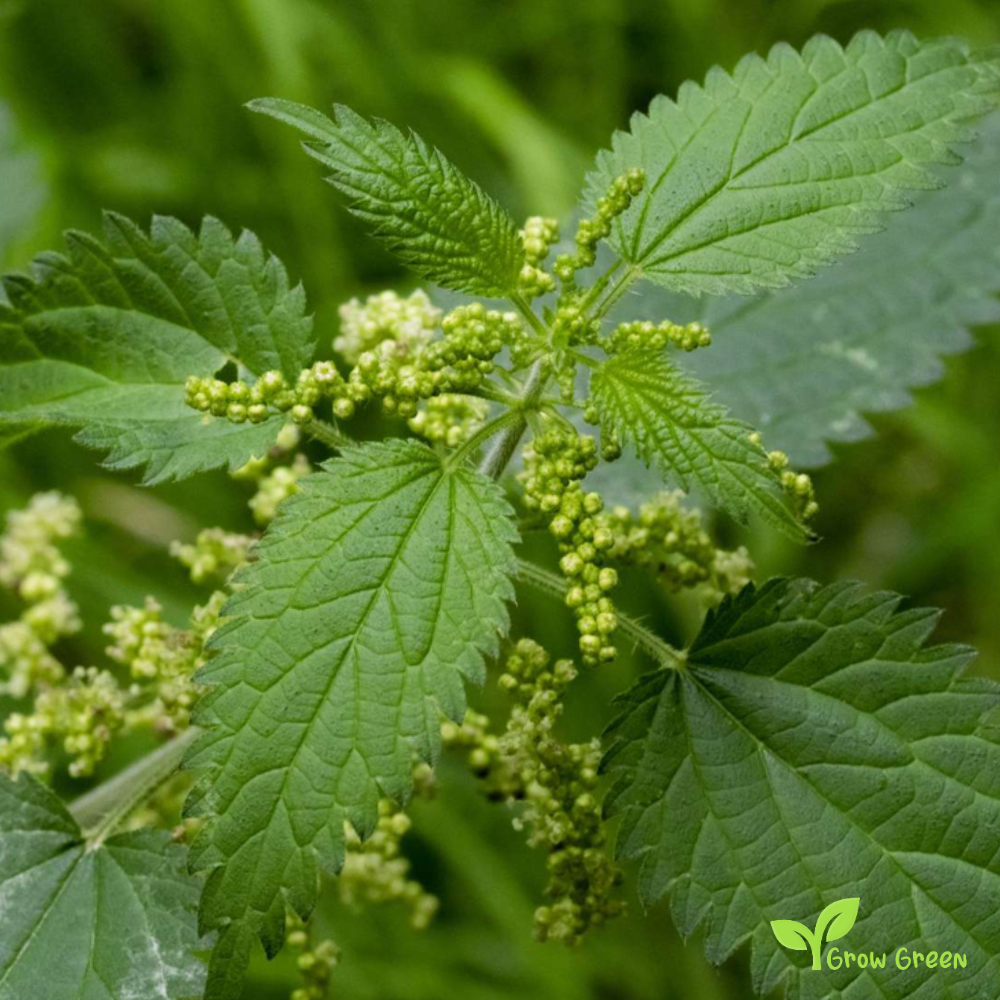 20 seeds of Common Nettle - URTICA DIOICA - Stinging + Gift 5 seeds of Sunflower