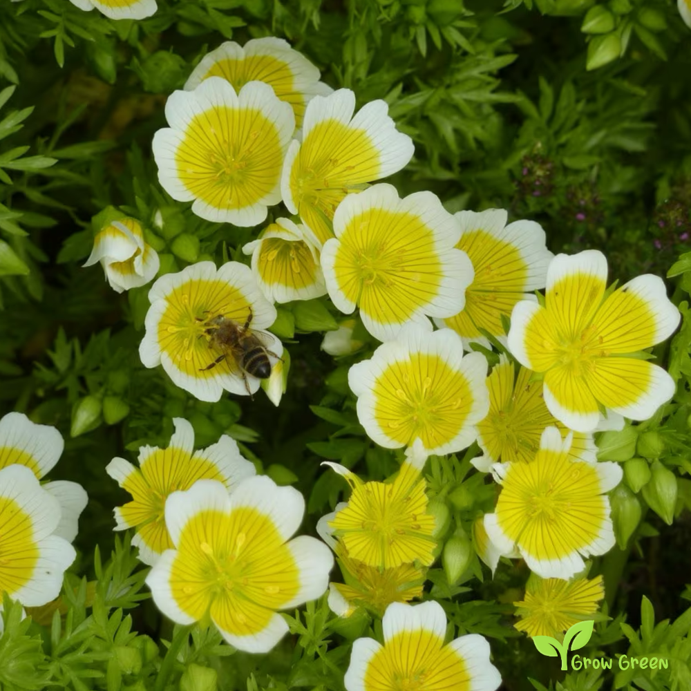 20 seeds of Poached Egg Plant - LIMNANTHES DOUGLASII + Gift 5 seeds of Sunflower