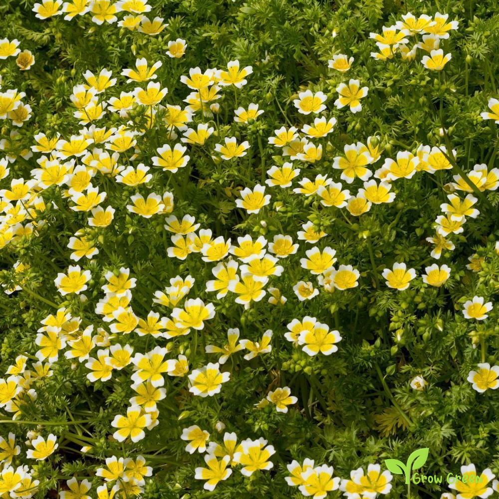 20 seeds of Poached Egg Plant - LIMNANTHES DOUGLASII + Gift 5 seeds of Sunflower