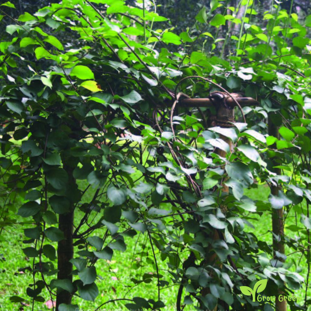 5 seeds of Intellect Tree - CELASTRUS PANICULATUS - Black Oil Plant + Gift 5 seeds of Sunflower